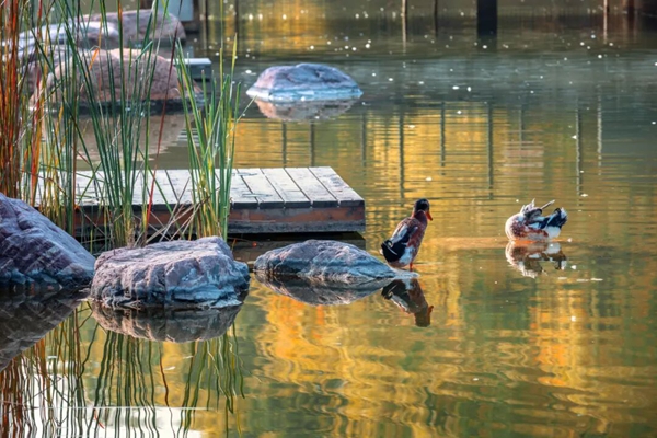 1764235233278011612.jpg 秋日2.jpg