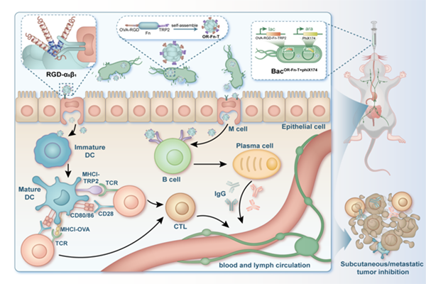 ZZU develops novel oral cancer vaccine platform